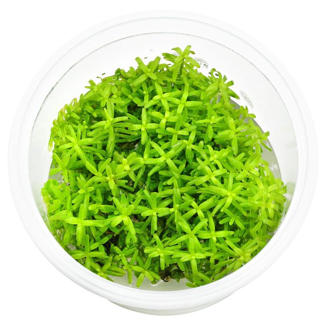 Rotala sp. "Wayanad"