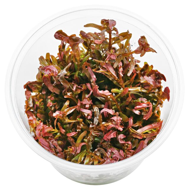 Rotala rotundifolia "Singapore Blood Red"