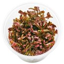 Rotala rotundifolia "Singapore Blood Red" - in...
