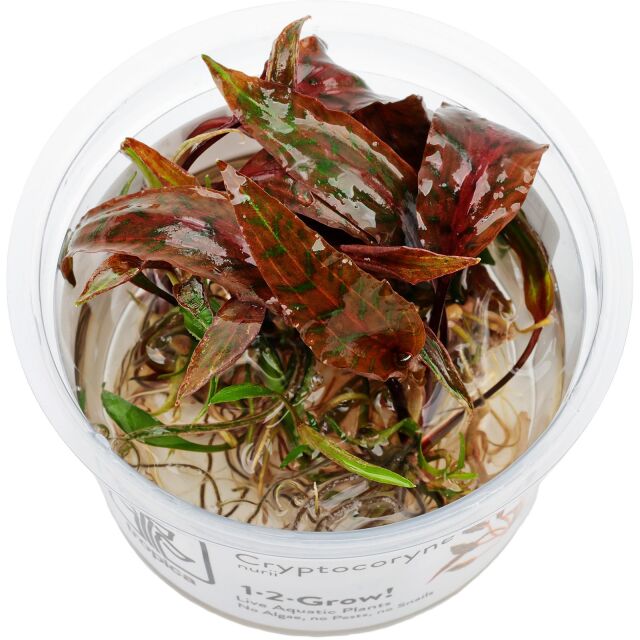 Cryptocoryne nurii var. raubensis 'Rosen Maiden'