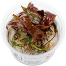 Cryptocoryne nurii var. raubensis Rosen Maiden - 1-2-GROW!