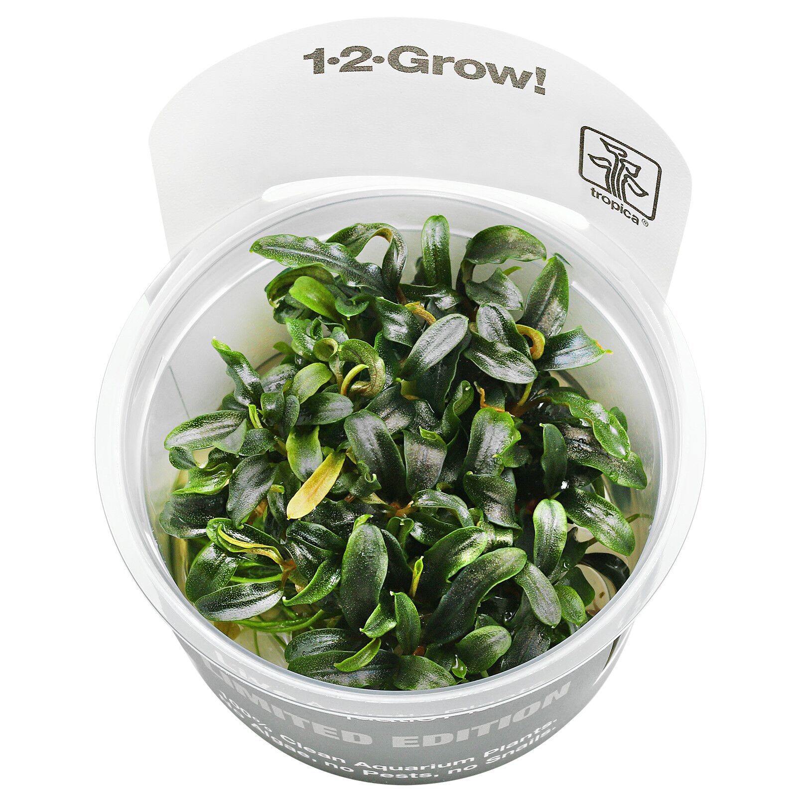 Bucephalandra sp. "Mini Needle Leaf"