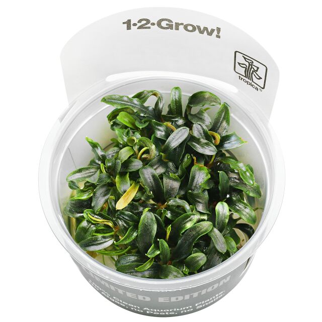 Bucephalandra sp. "Mini Needle Leaf" - 1-2-GROW!