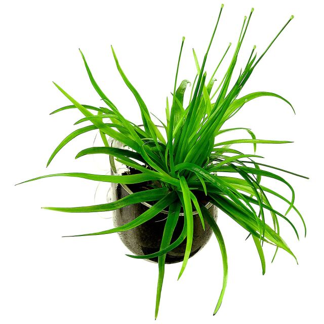 Aquasabi - Plant Pod - B-stock