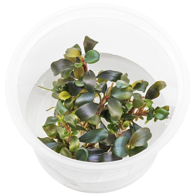 Bucephalandra sp. "Motleyana Red"