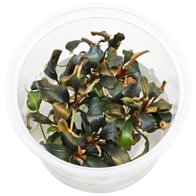 Bucephalandra sp. "Red"