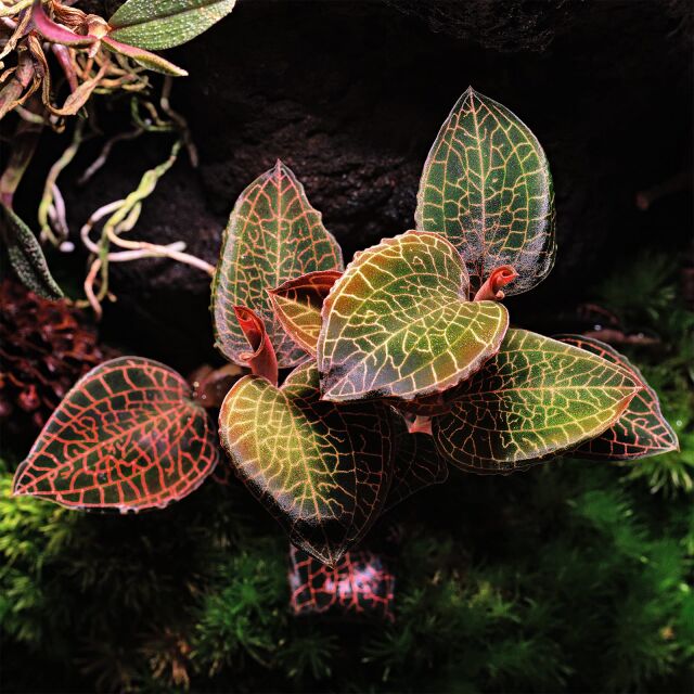 Macodes "Firebird"