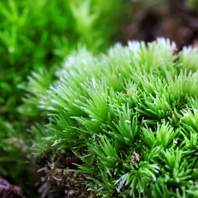 Cushion moss