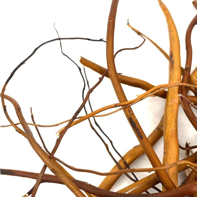 WIO - Roots - Amber Root - 10-40 cm - 140 g