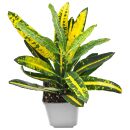 Codiaeum variegatum Sunny Star