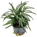 Ophiopogon japonicus Kyoto Dwarf