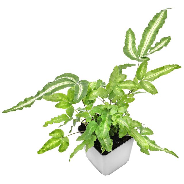 Pteris parkeri