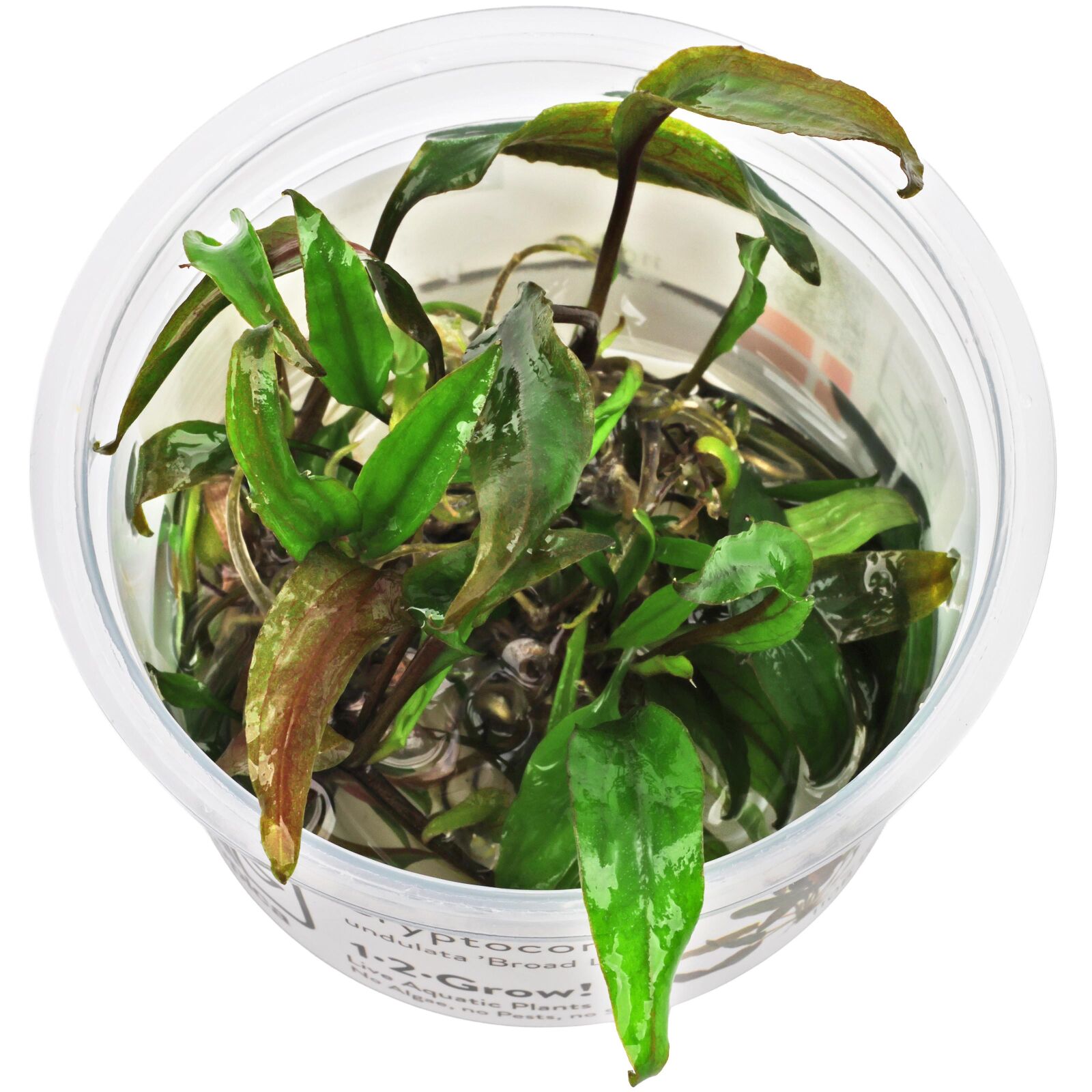 Cryptocoryne undulata 'Broad Leaves'
