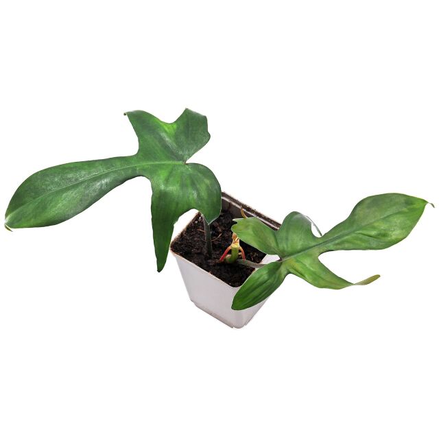 Philodendron 'Florida Green'