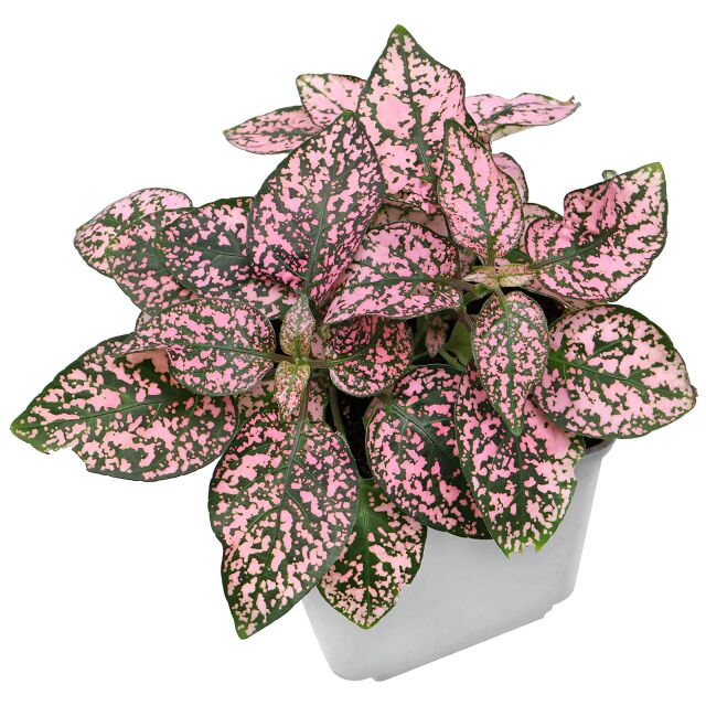 Hypoestes phyllostachya 'Pink'