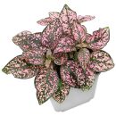 Hypoestes phyllostachya Pink