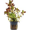 Bacopa salzmannii "Purple" - Topf
