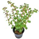 Rotala rotundifolia "Singapore Blood Red" - Topf