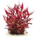 Alternanthera reineckii Rosaefolia (Pink)