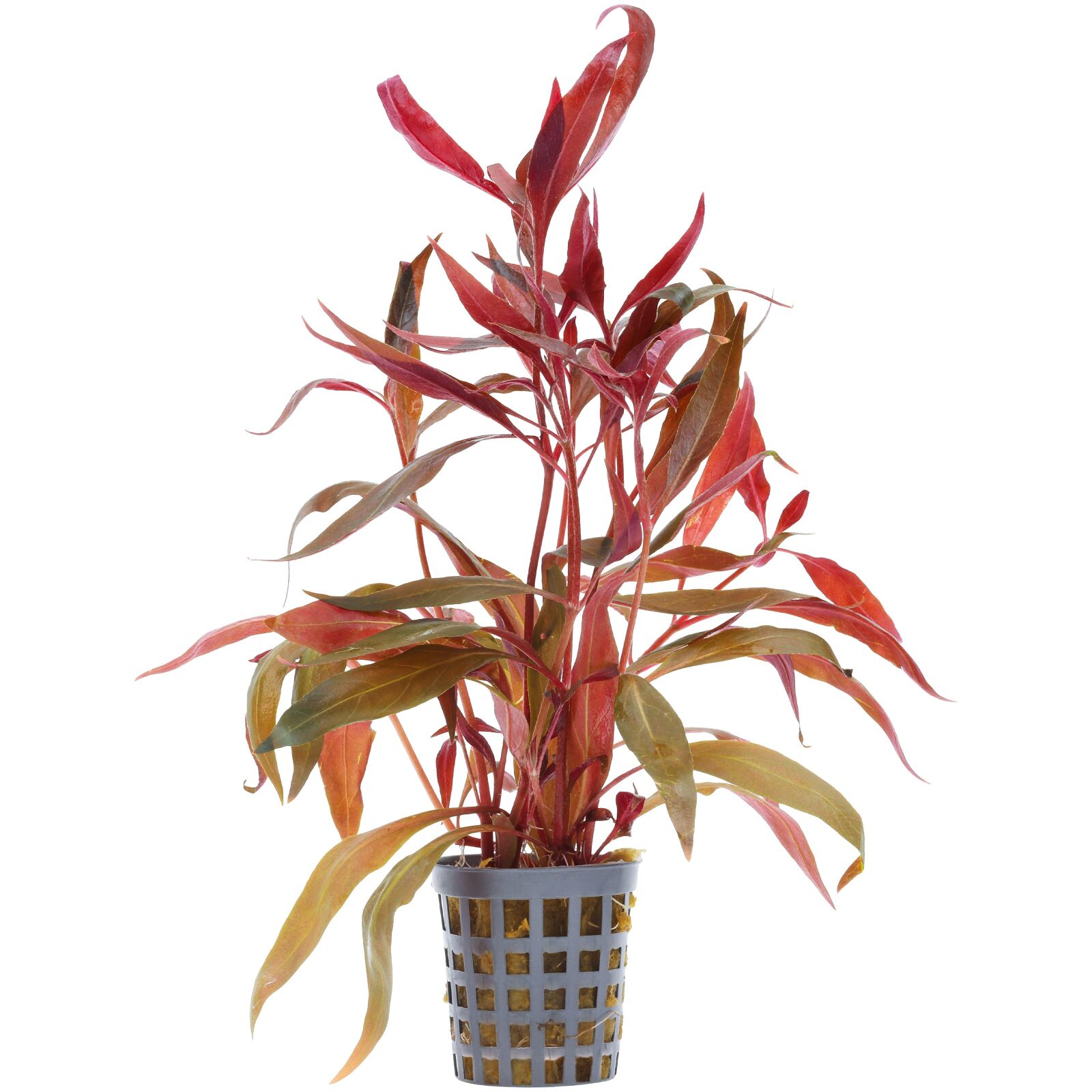 Alternanthera reineckii 'Rosaefolia' ('Pink')