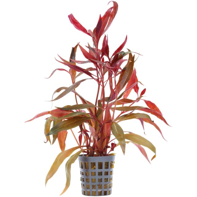 Alternanthera reineckii 'Rosaefolia' ('Pink')