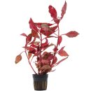 Alternanthera reineckii Rosanervig - Topf