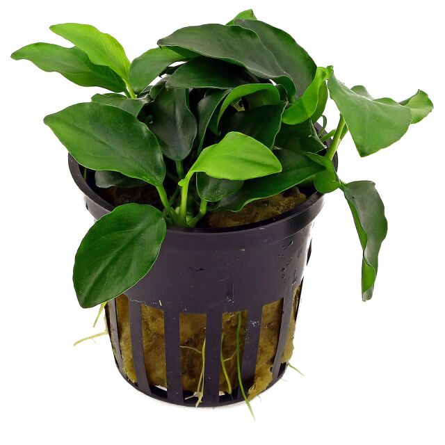 <b>Anubias barteri var. nana 'Petite'</b><br />Bonsai anubias