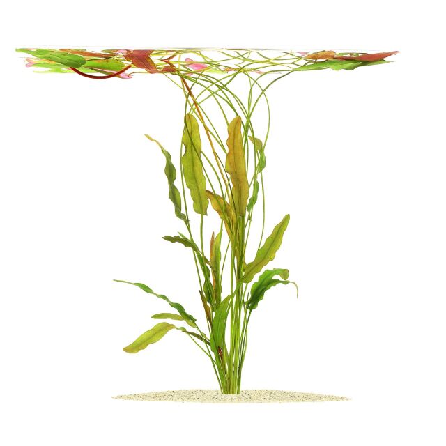 Aponogeton robinsonii "Laos"