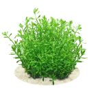 Bacopa monnieri Compact
