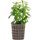 Bacopa monnieri 'Compact' - Topf