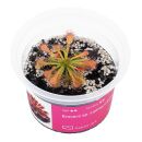 Drosera sp. "Lantau Island"