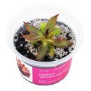 Pinguicula Aphrodite Clone Mini