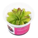 Pinguicula Niklas