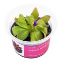 Pinguicula Red Starfish