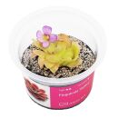 Pinguicula Sethos
