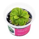 Pinguicula Tina