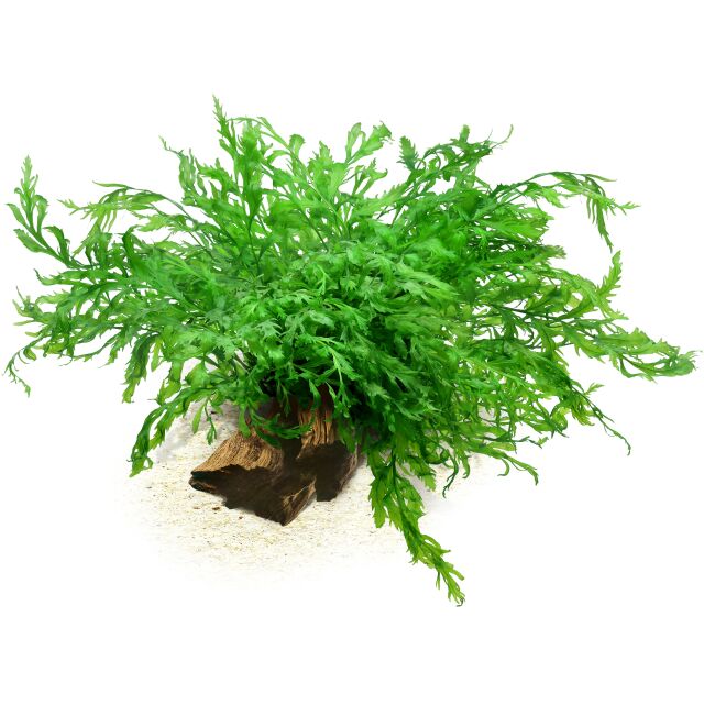 Bolbitis heudelotii
