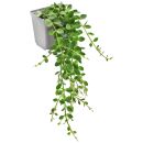 Kalanchoe manginii