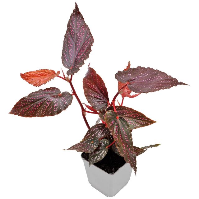 Begonia 'Benigo Pink'