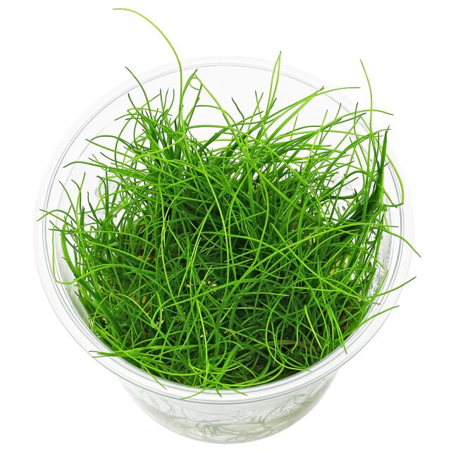 Eleocharis sp. "Montevidensis ADA"