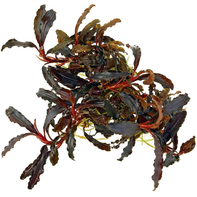 Bucephalandra