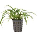 Cryptocoryne albida ("costata") - Topf