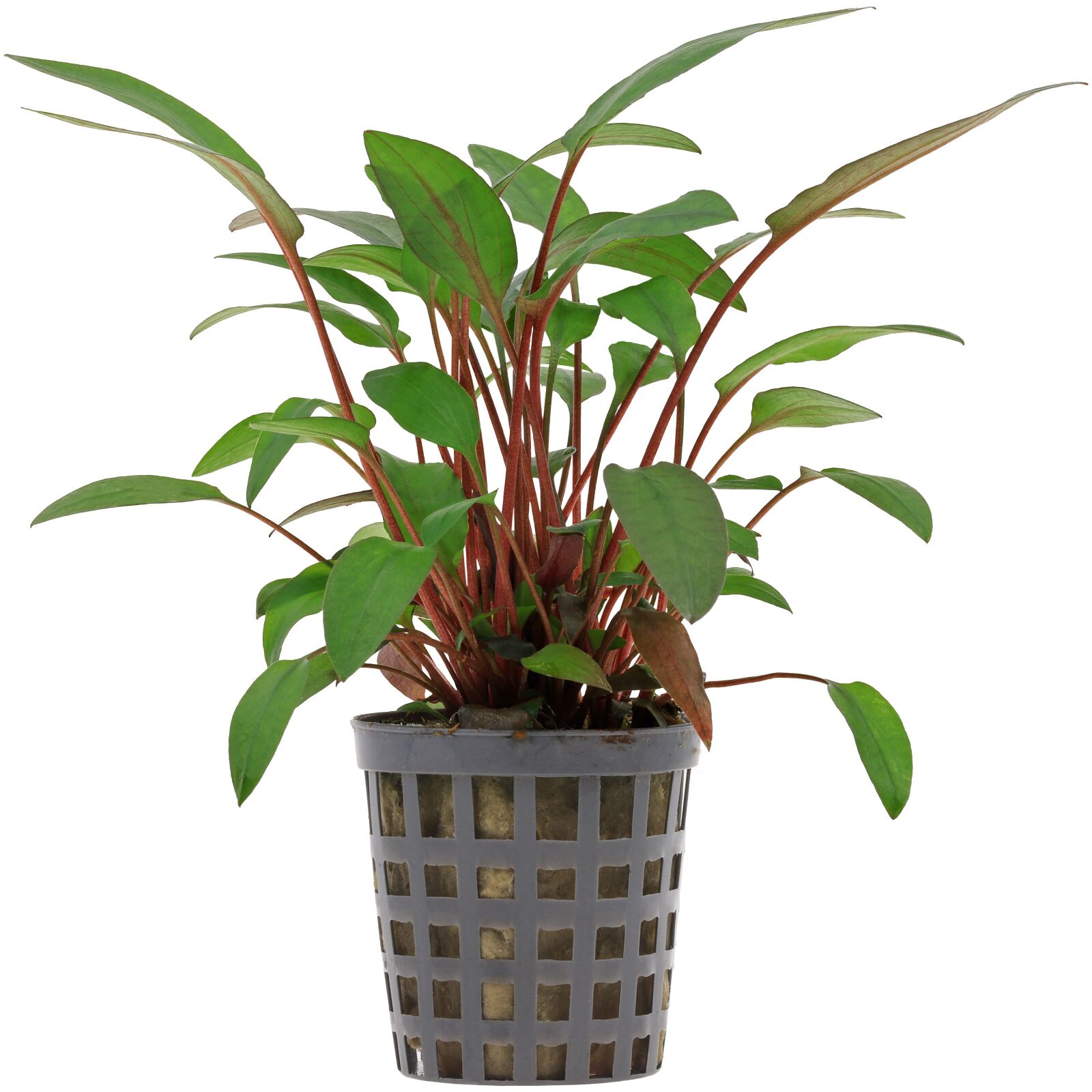 Cryptocoryne beckettii