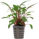 Cryptocoryne beckettii - Topf