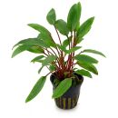 Cryptocoryne beckettii "Petchii" - Topf