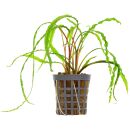 Cryptocoryne crispatula var. balansae - Topf