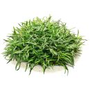 Cryptocoryne parva
