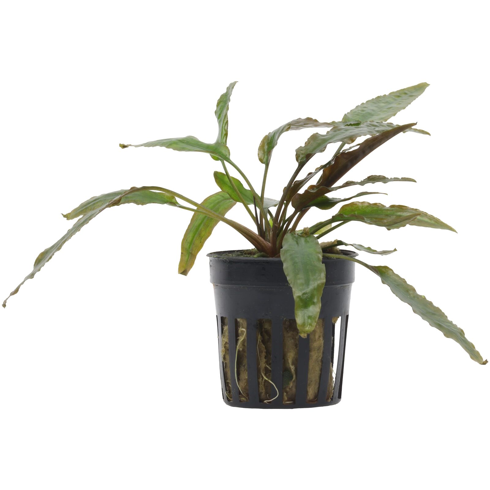 Cryptocoryne usteriana