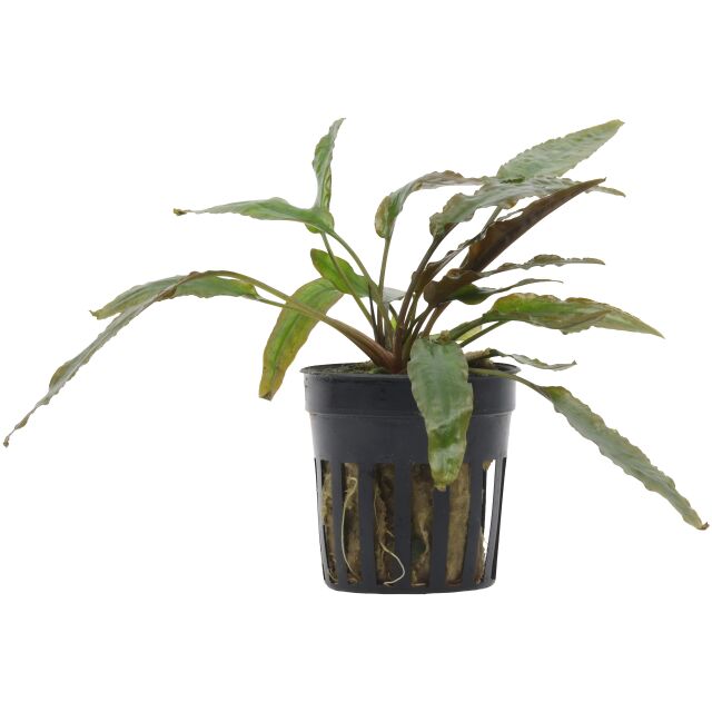 Cryptocoryne usteriana