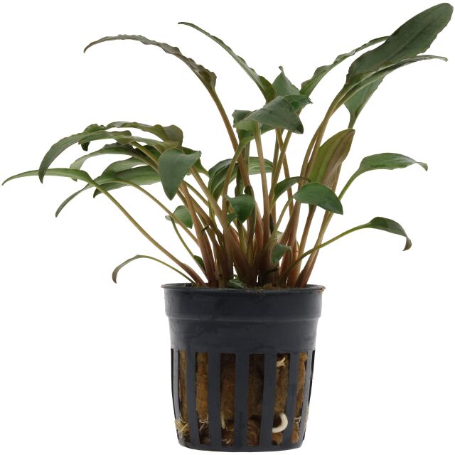 Cryptocoryne walkeri